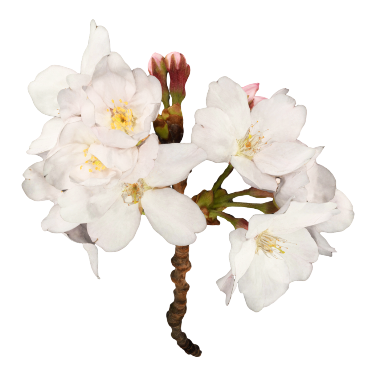 Cherry blossom specimen
