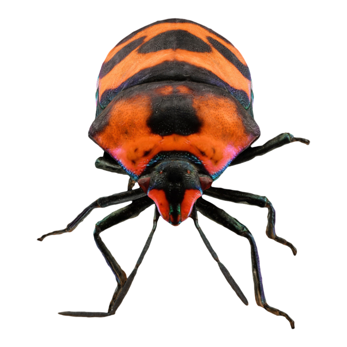 Large shield backed stink bug specimen