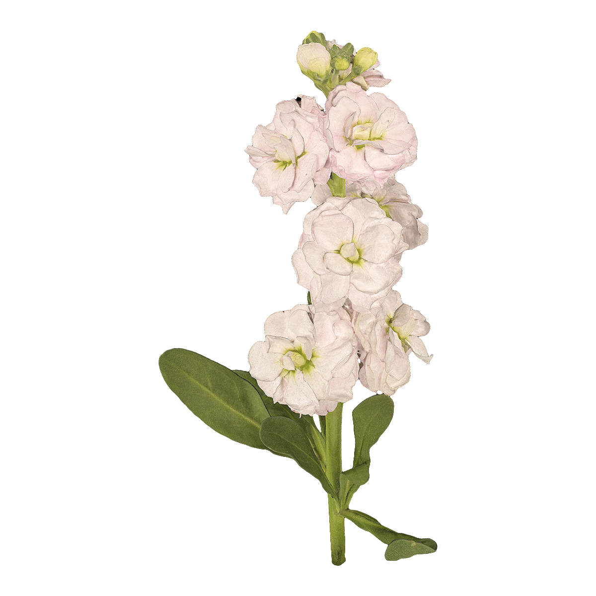 White violet specimen