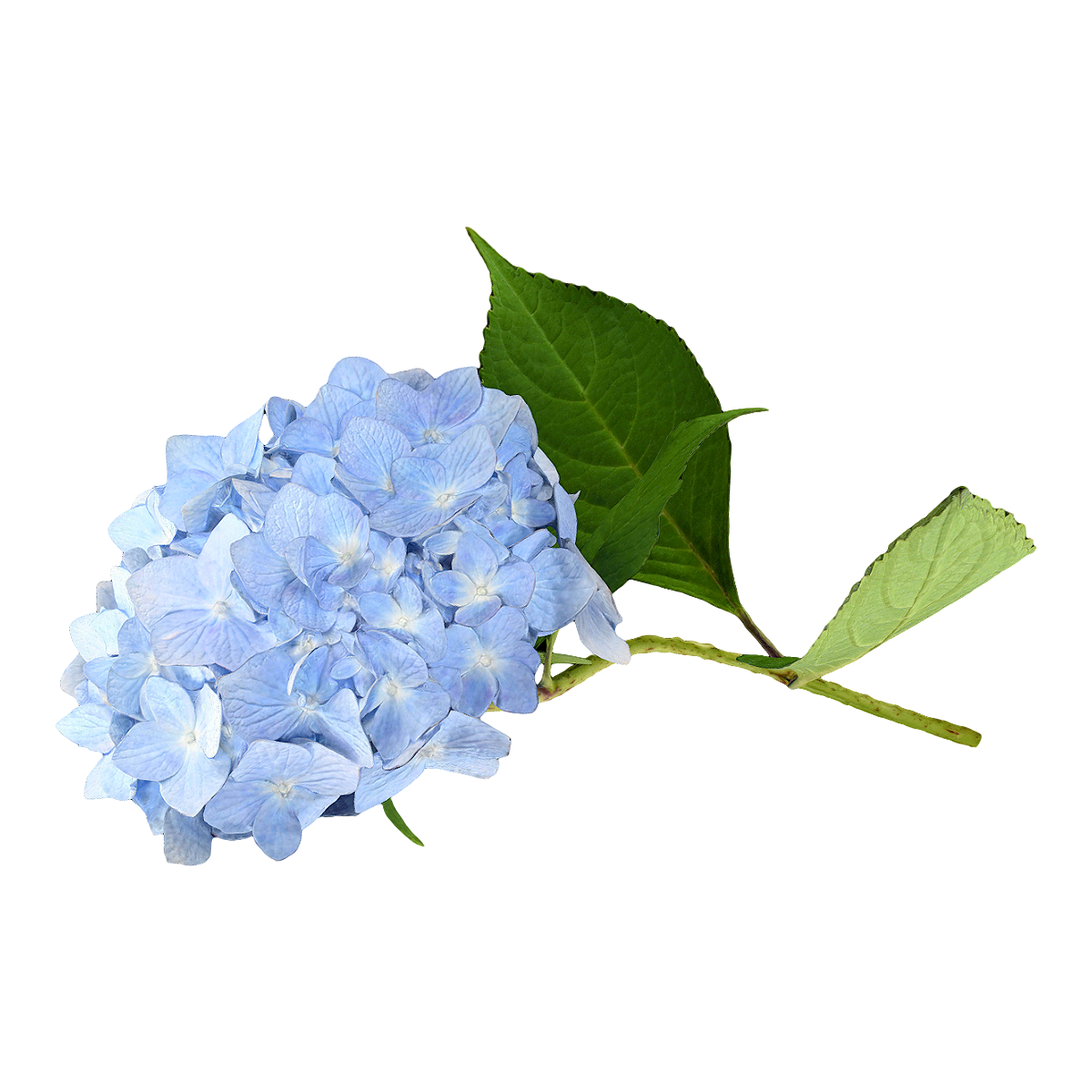 Blue embroidered ball specimen