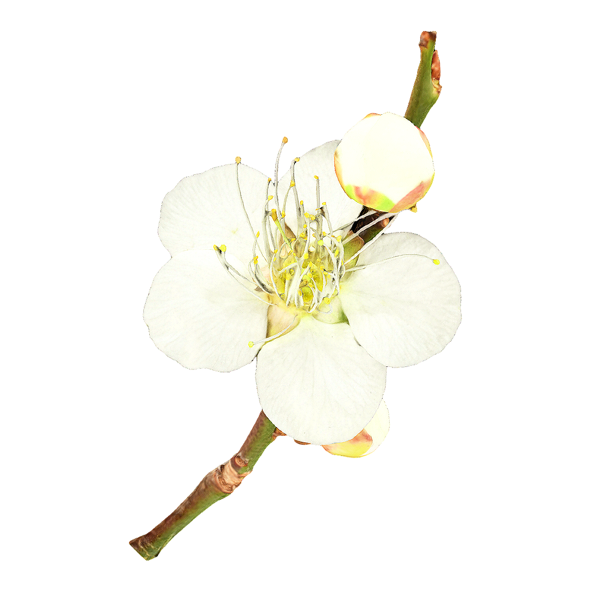 Plum blossom specimen