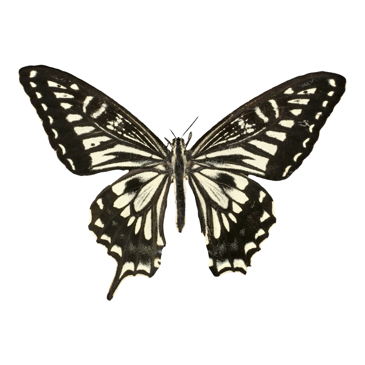 Citrus Butterfly Specimen