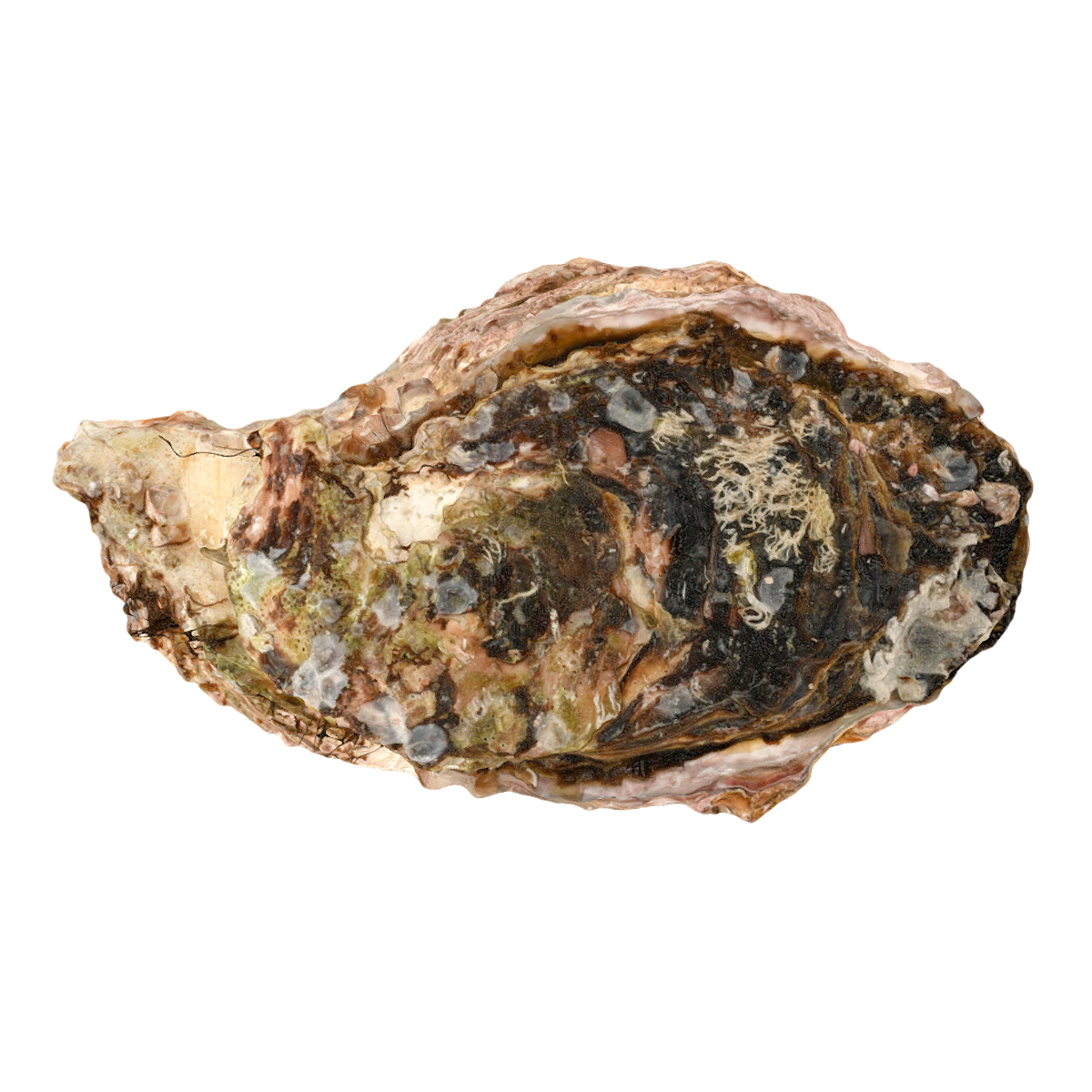Zhanjiang oyster specimen
