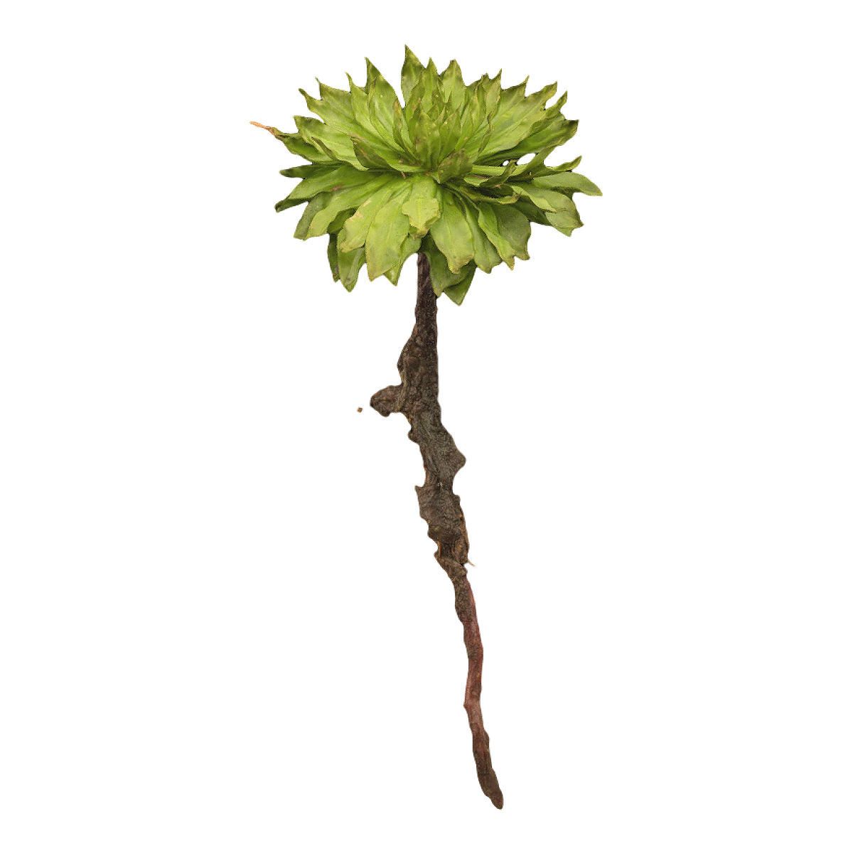 Warm ground moss specimen