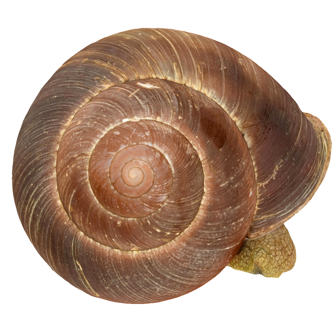 Garden snail specimen