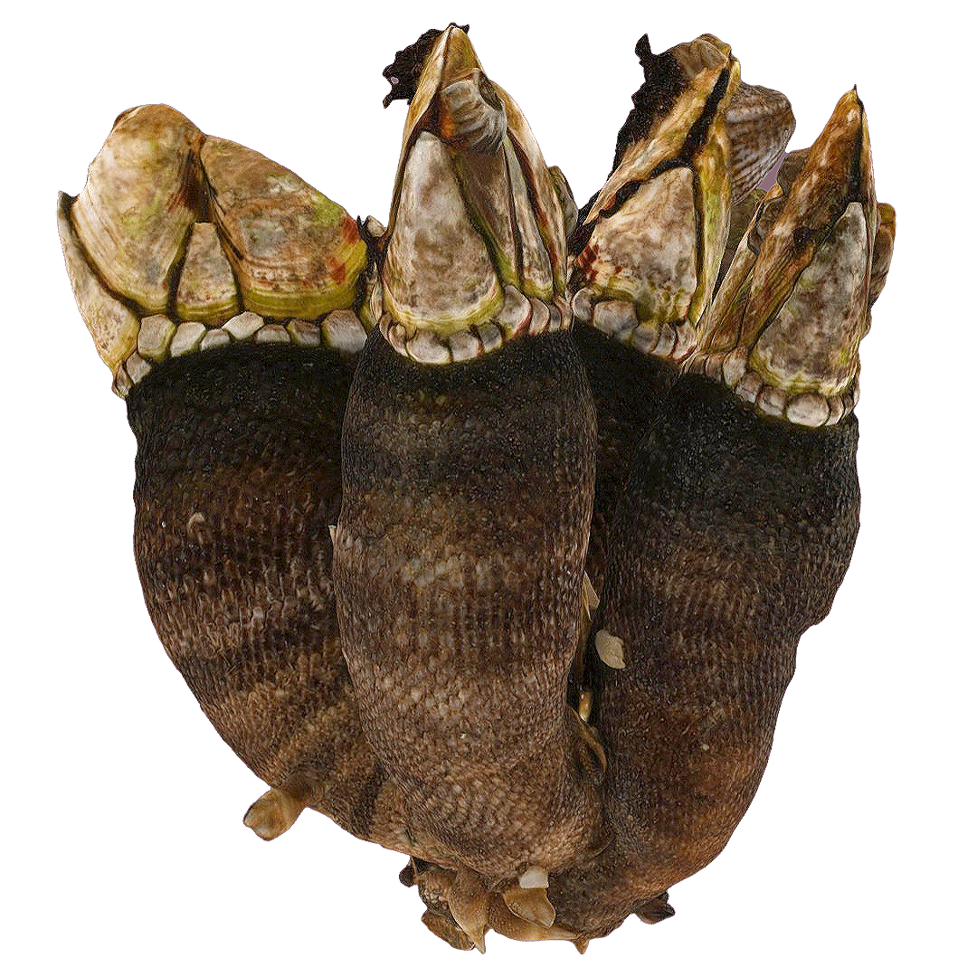 Turtle foot specimen