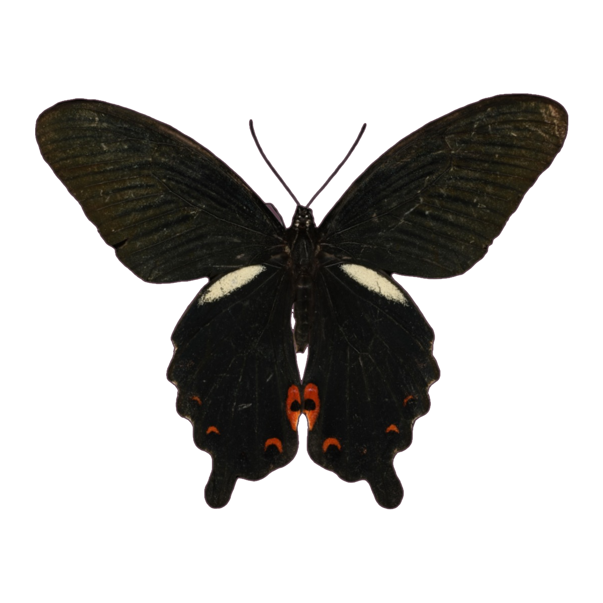 Black Phoenix Butterfly Specimen