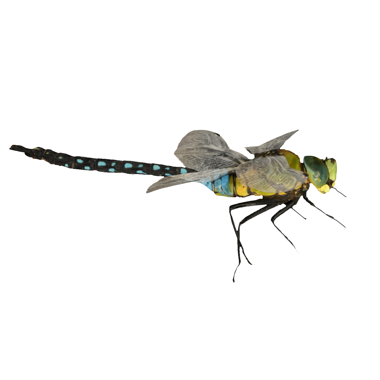 Black striped dragonfly specimen