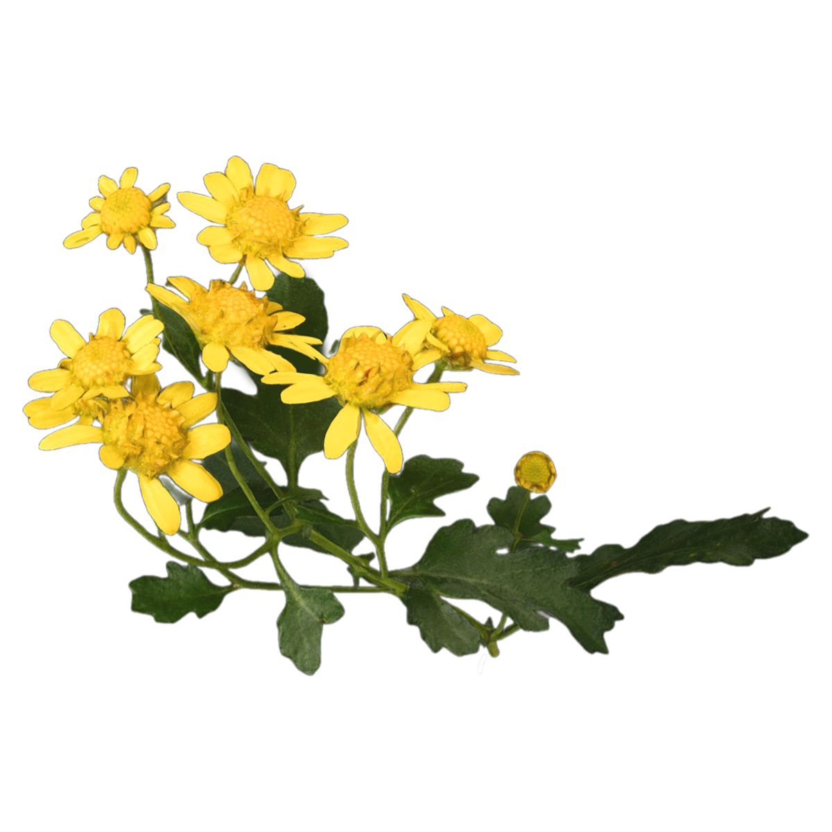 Wild chrysanthemum specimen