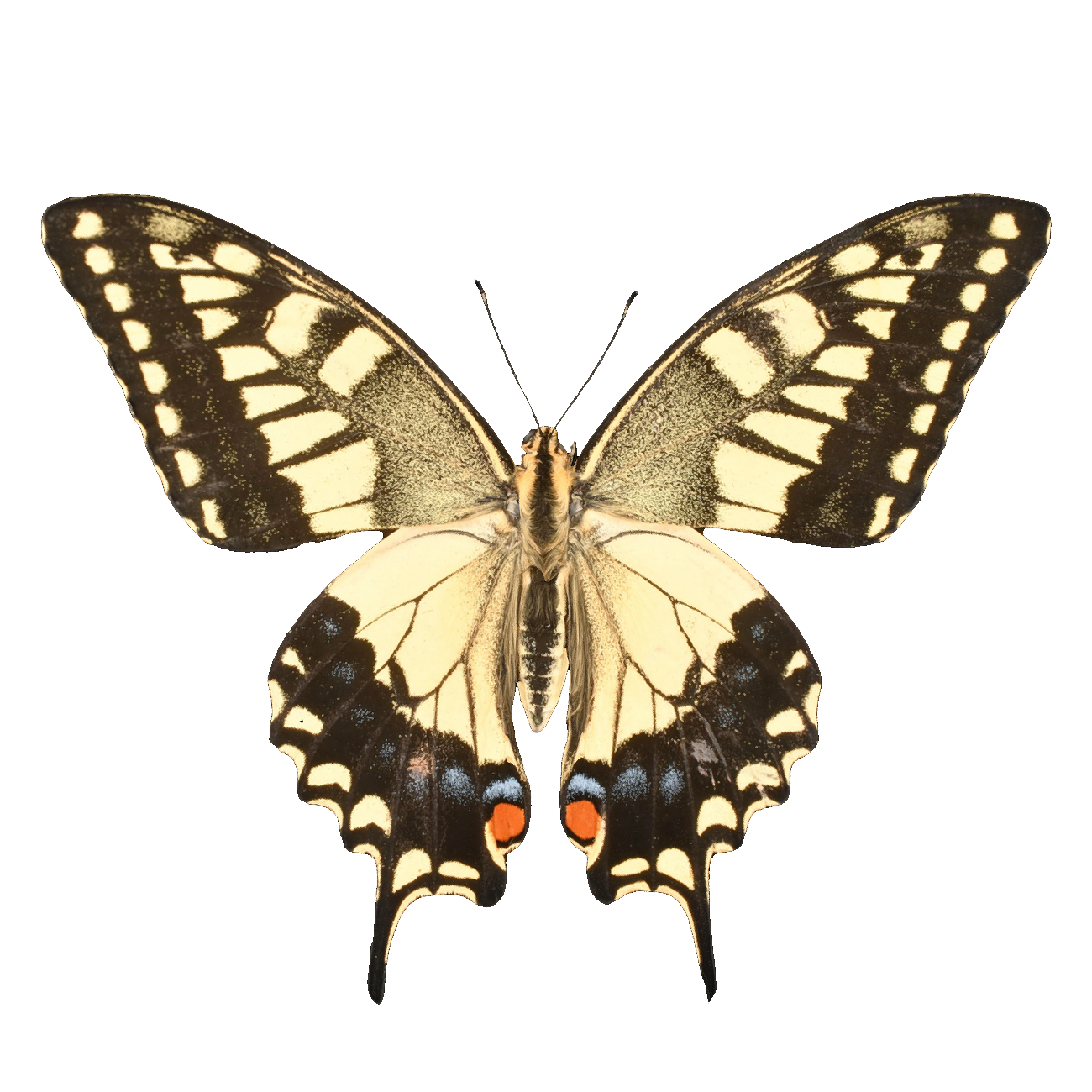 Golden Phoenix Butterfly Specimen