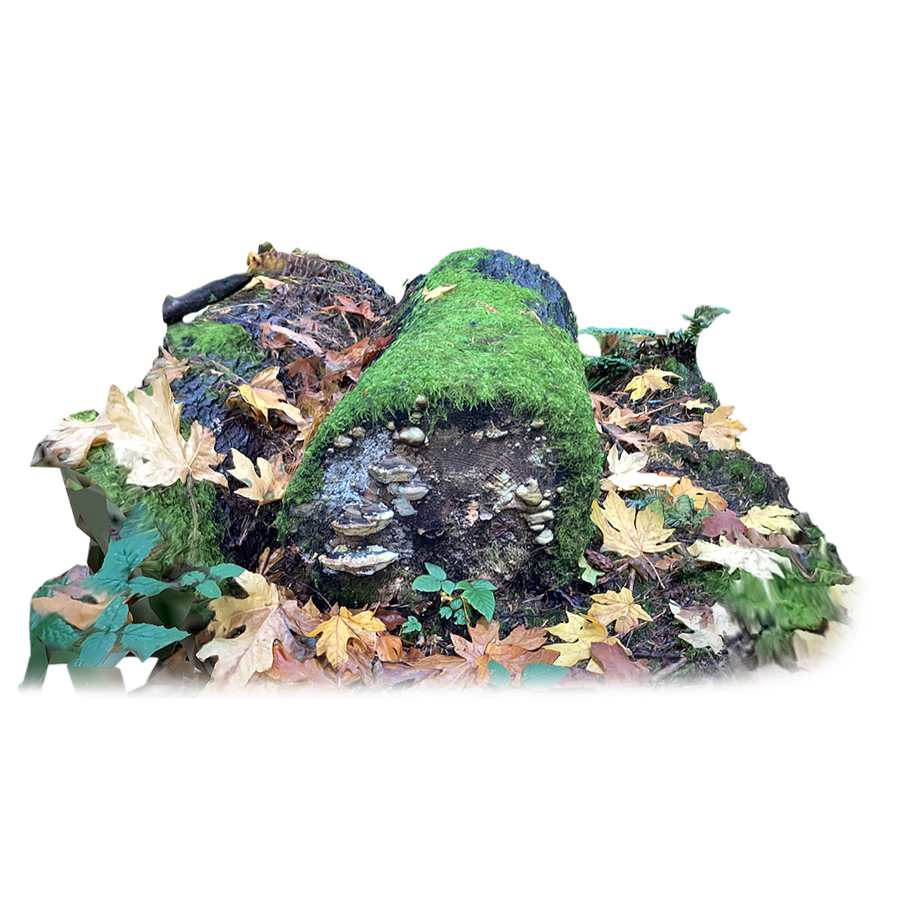 Dead wood covered in moss and mushrooms