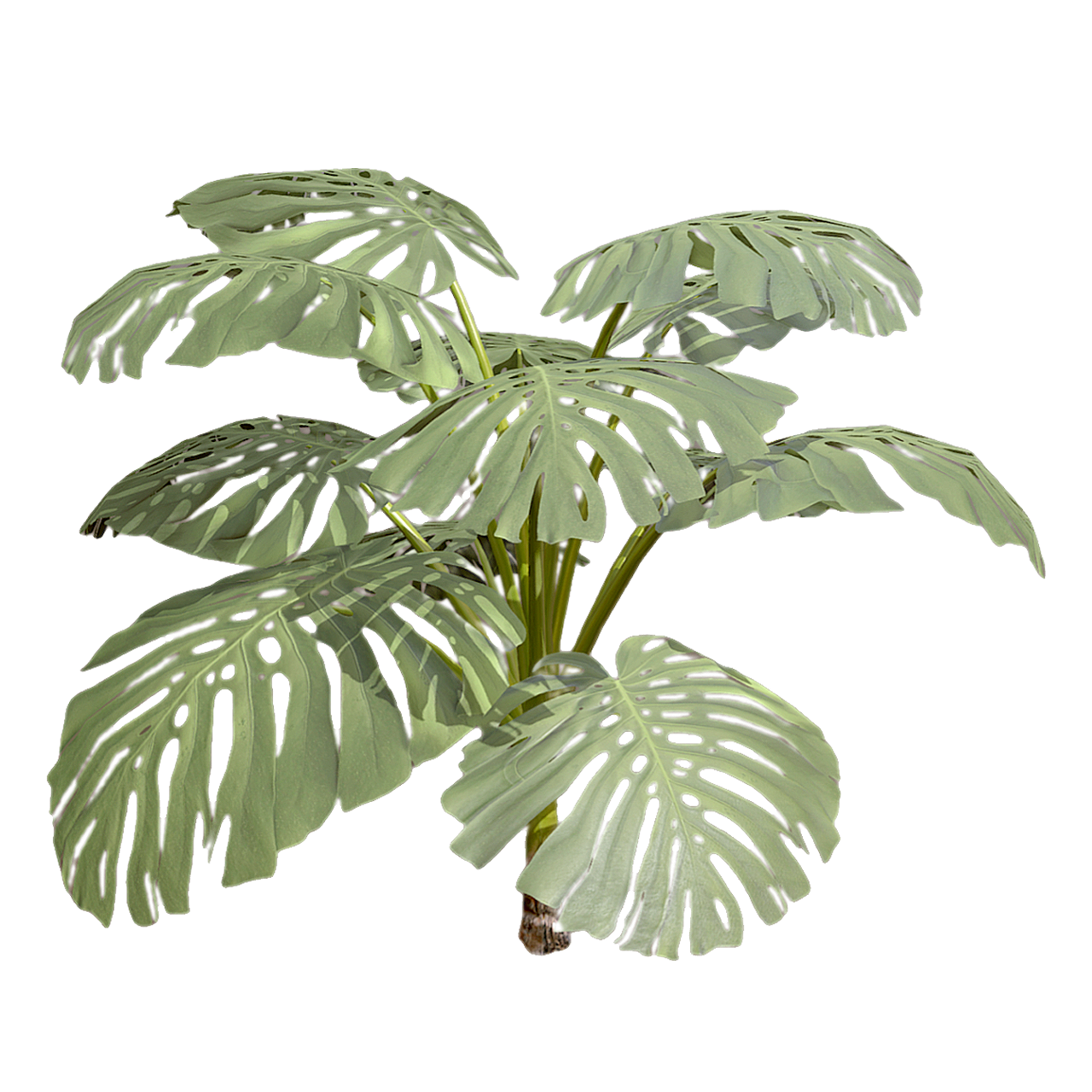 Turtle backed bamboo