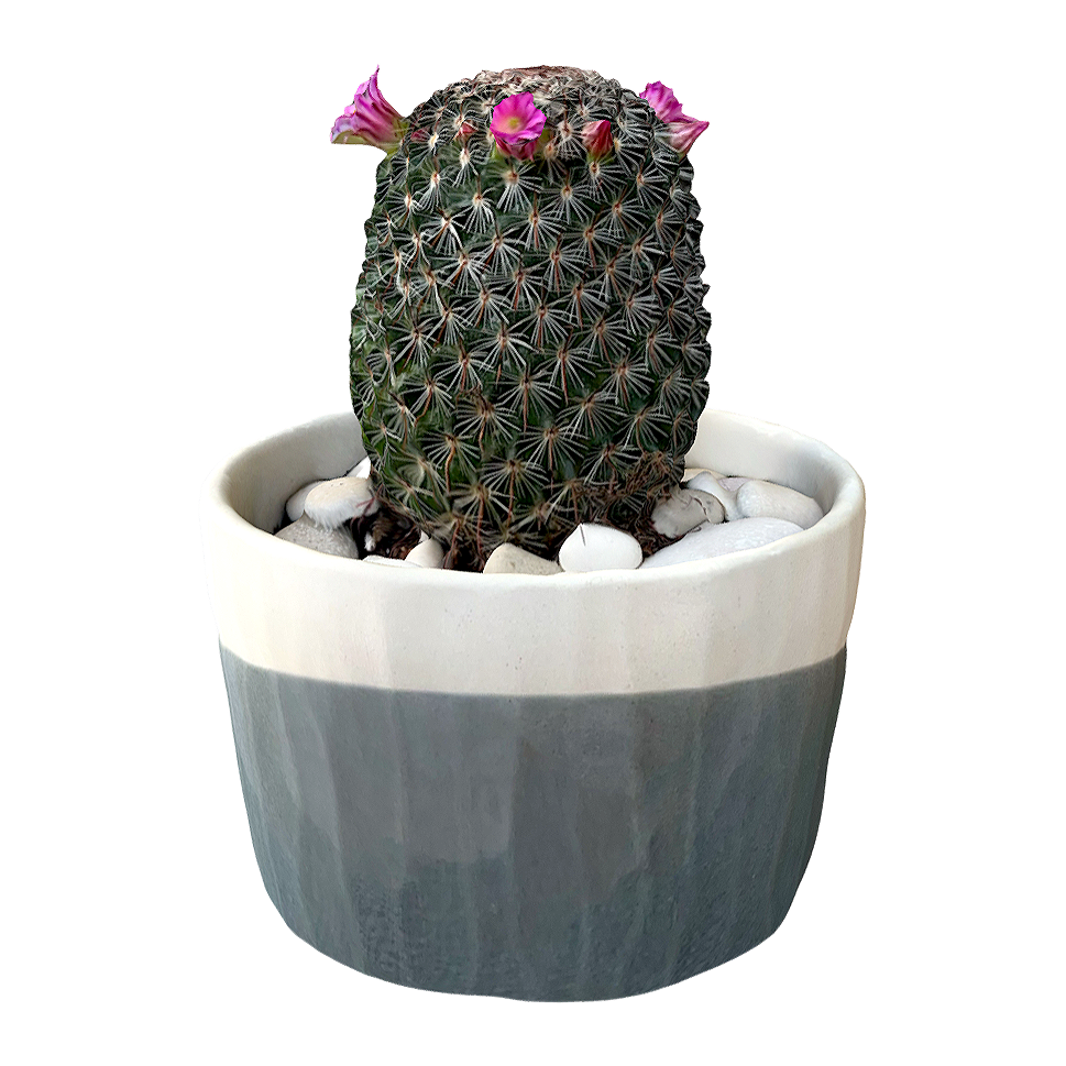 cactus bonsai 