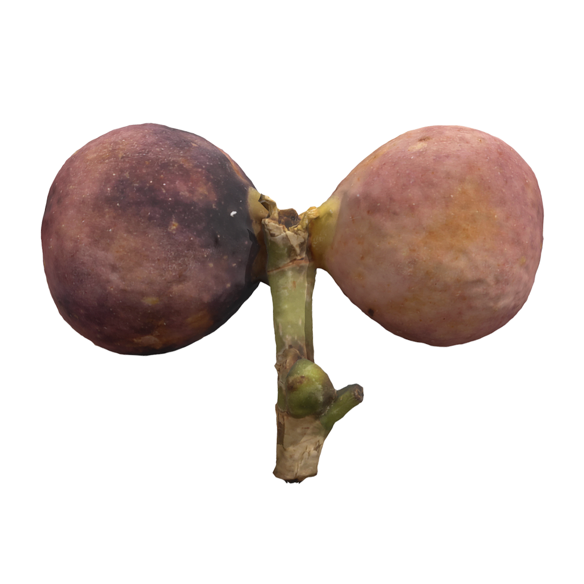 Banyan tree fruit