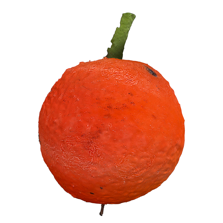 Multi flowered Penglai Ge fruit