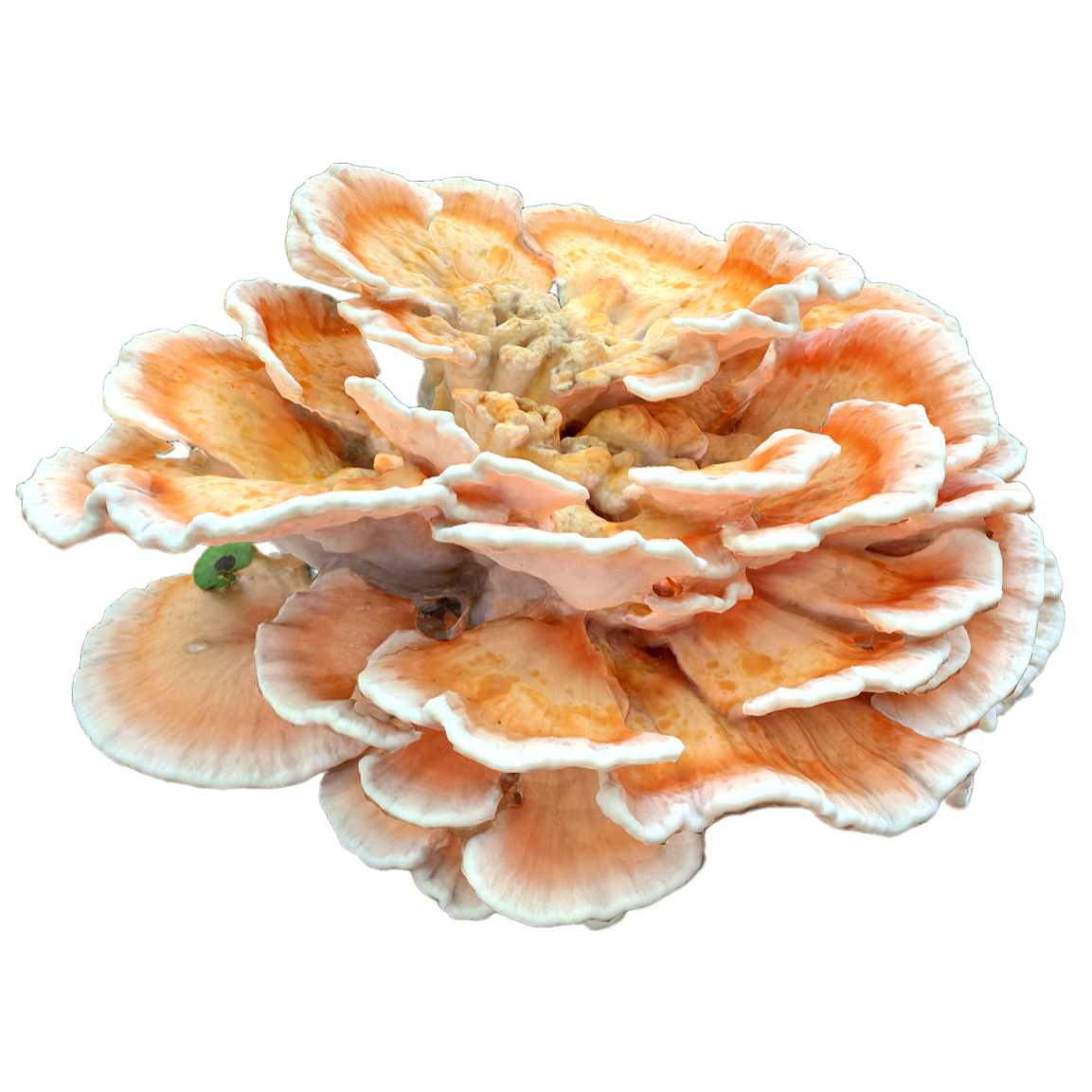 Laetiporus sulphureus 