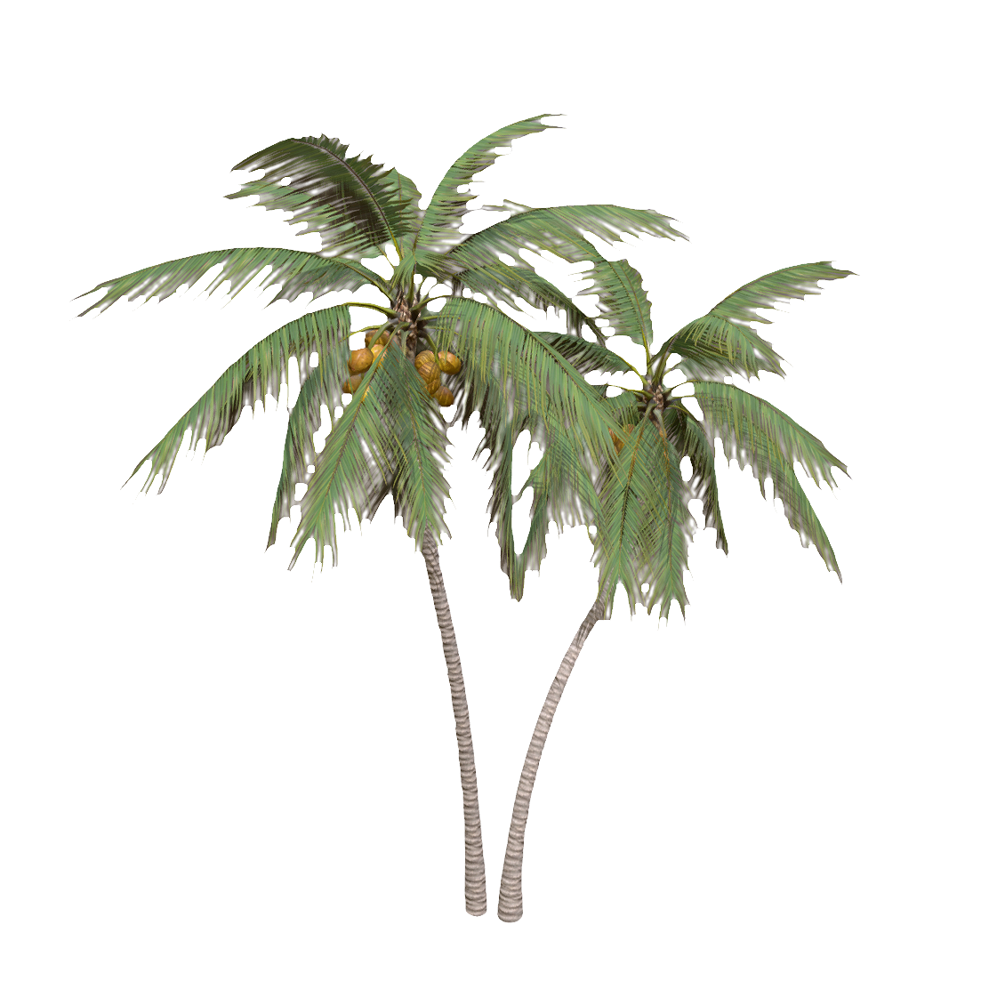 coconut tree