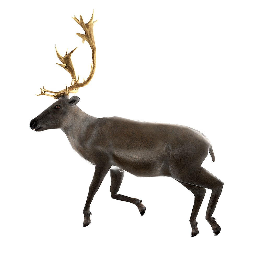 Male elk