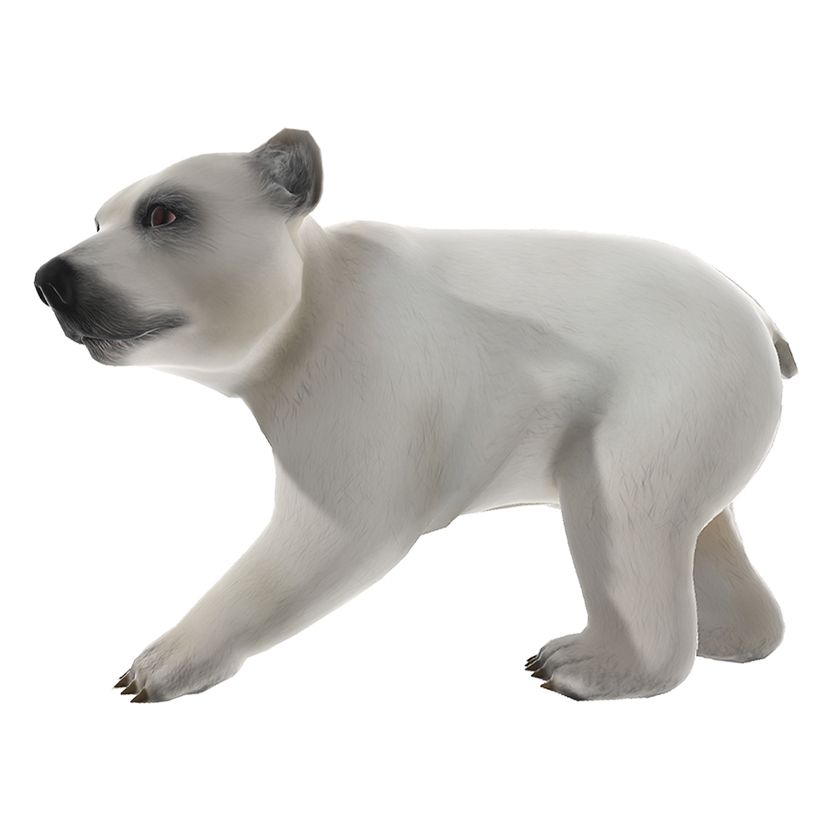 The little polar bear