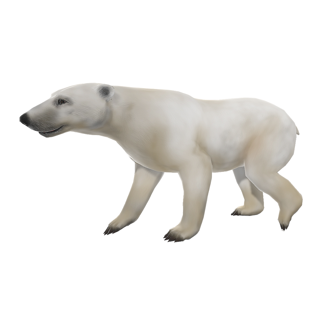 Polar bear