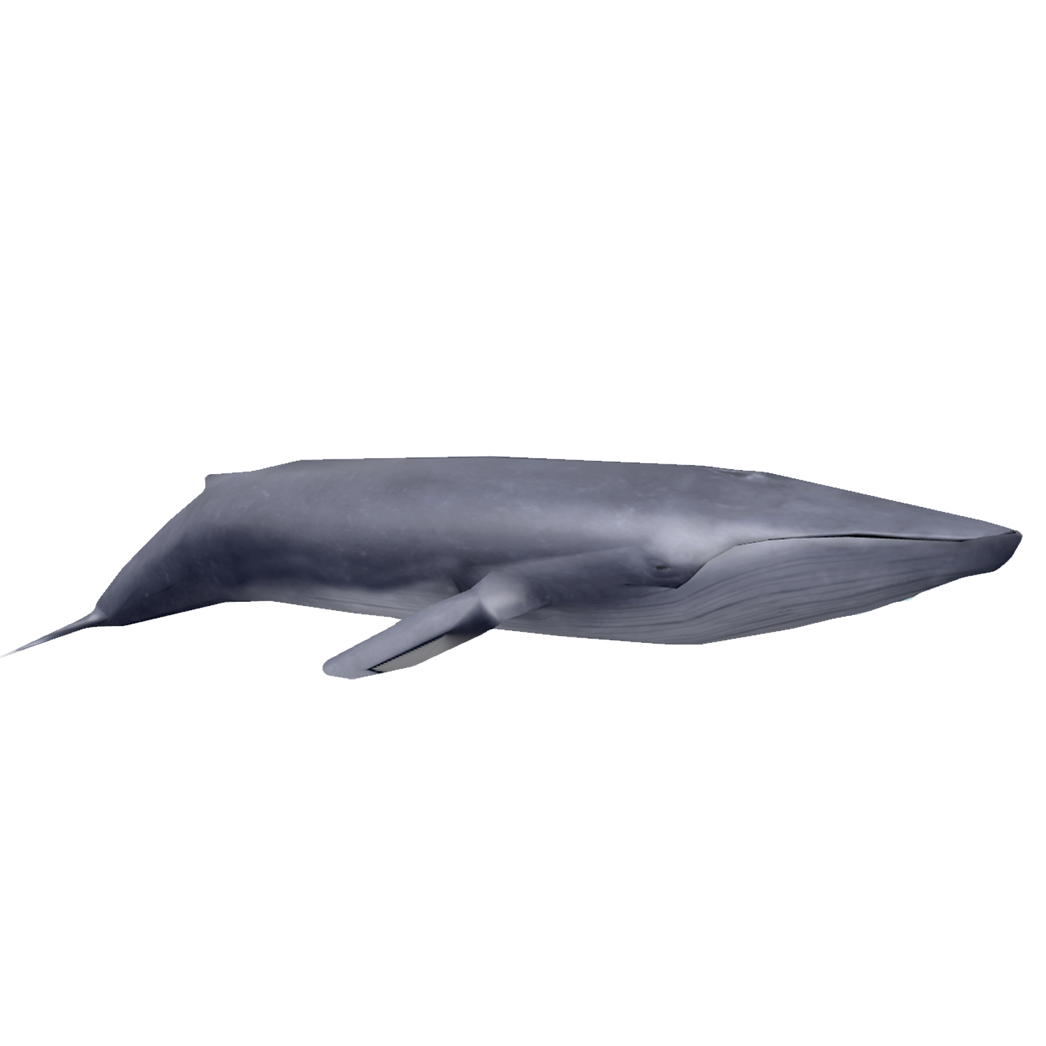 Blue Whale