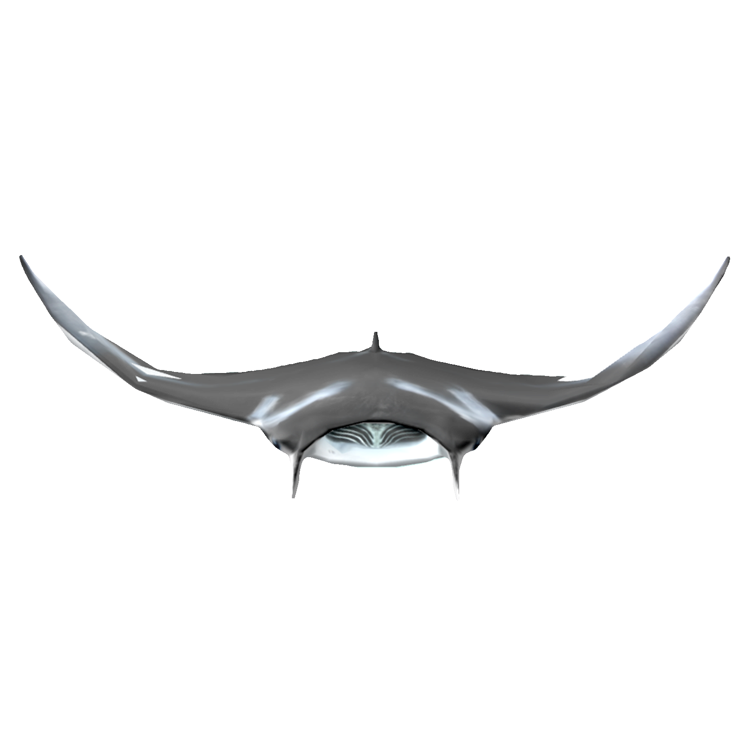 Manta ray