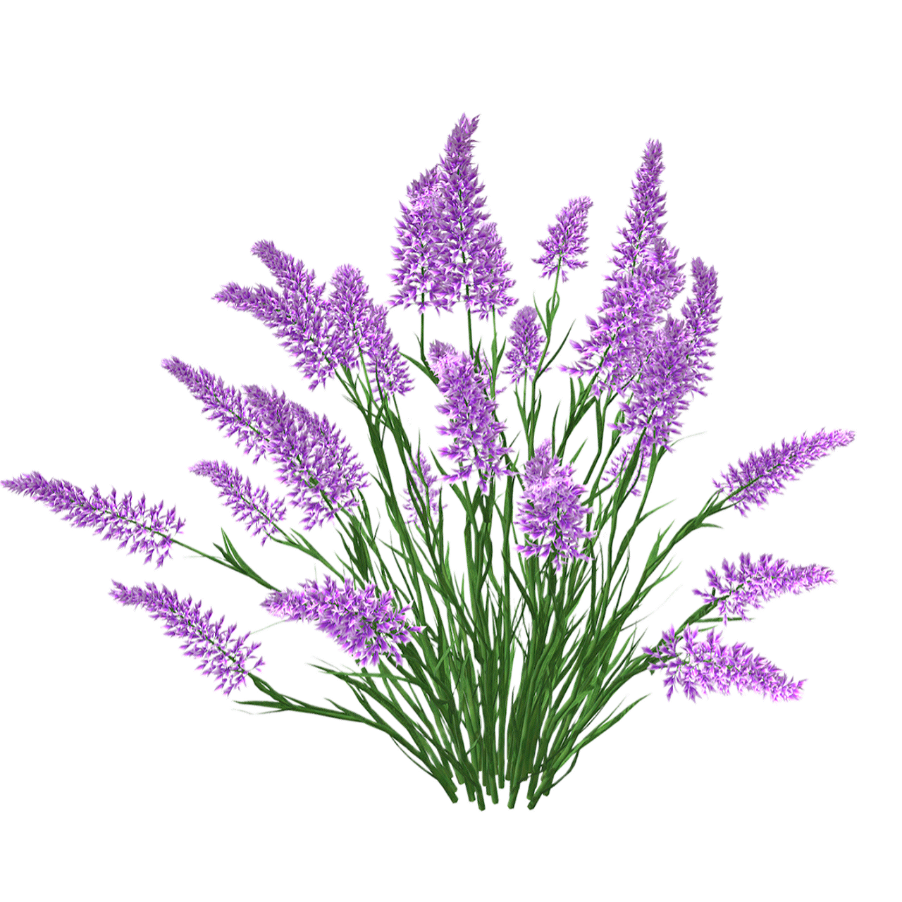 Lavandula angustifolia 