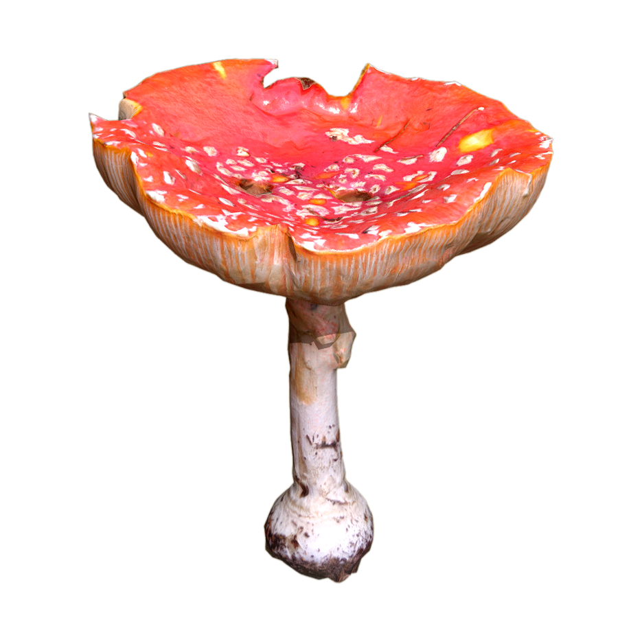 Poison fly umbrella