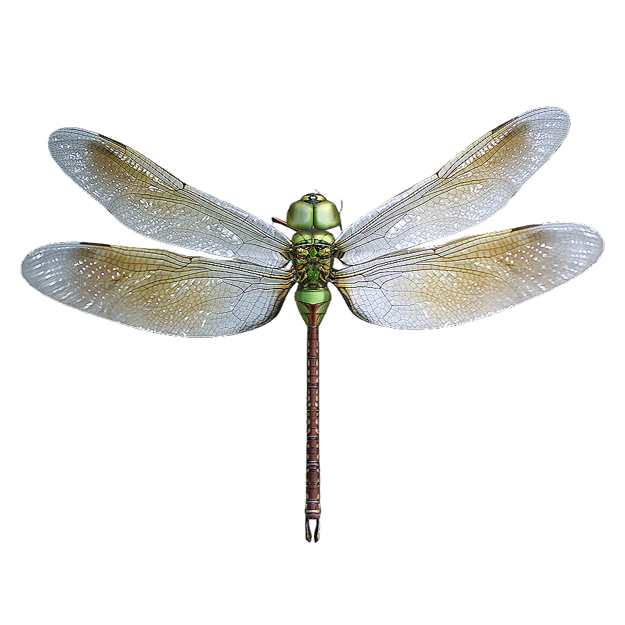 Black striped dragonfly