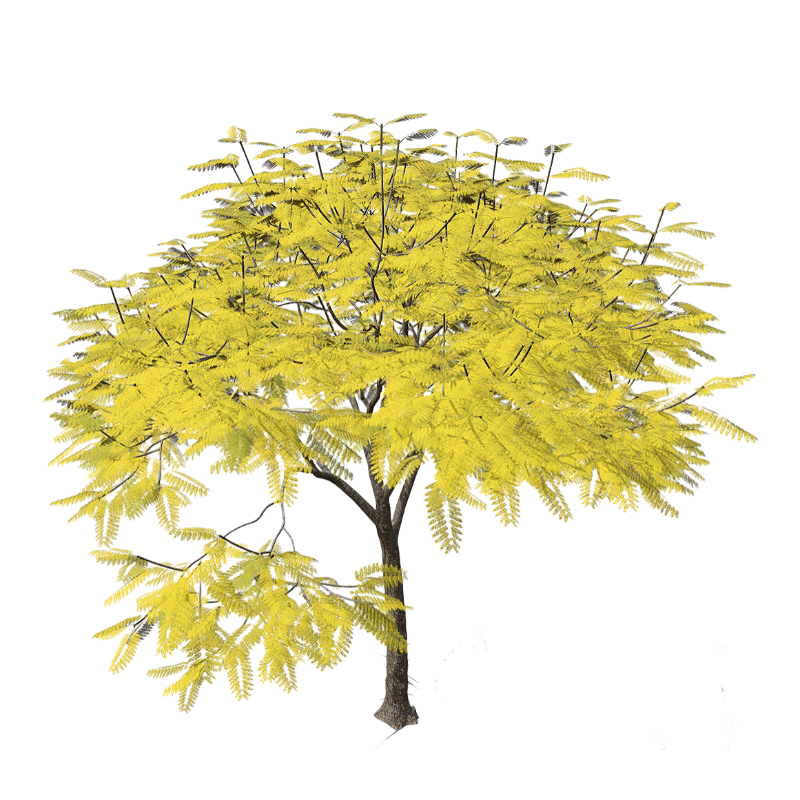 Jacaranda mimosifolia