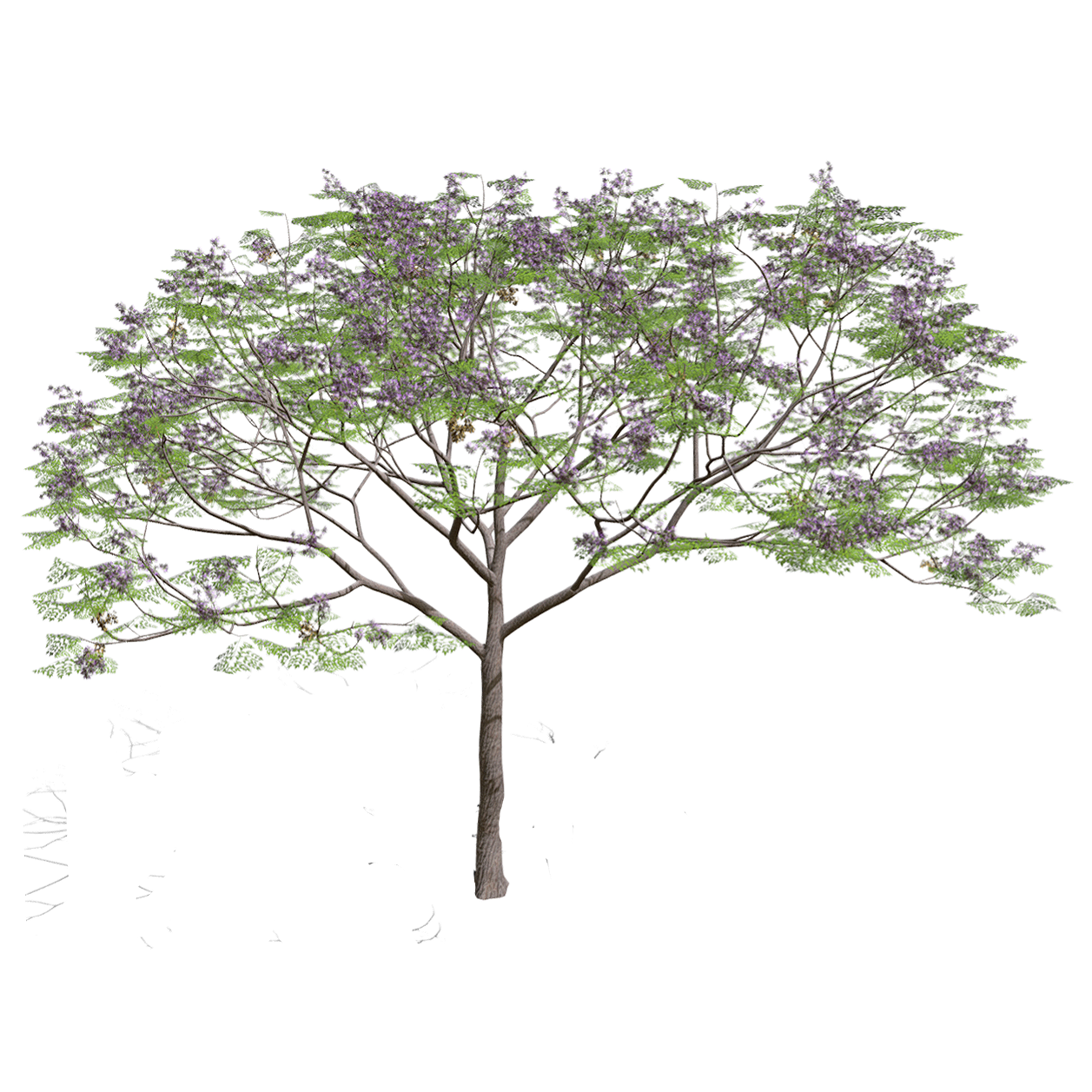 Melia azedarach wood