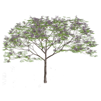 Melia azedarach wood