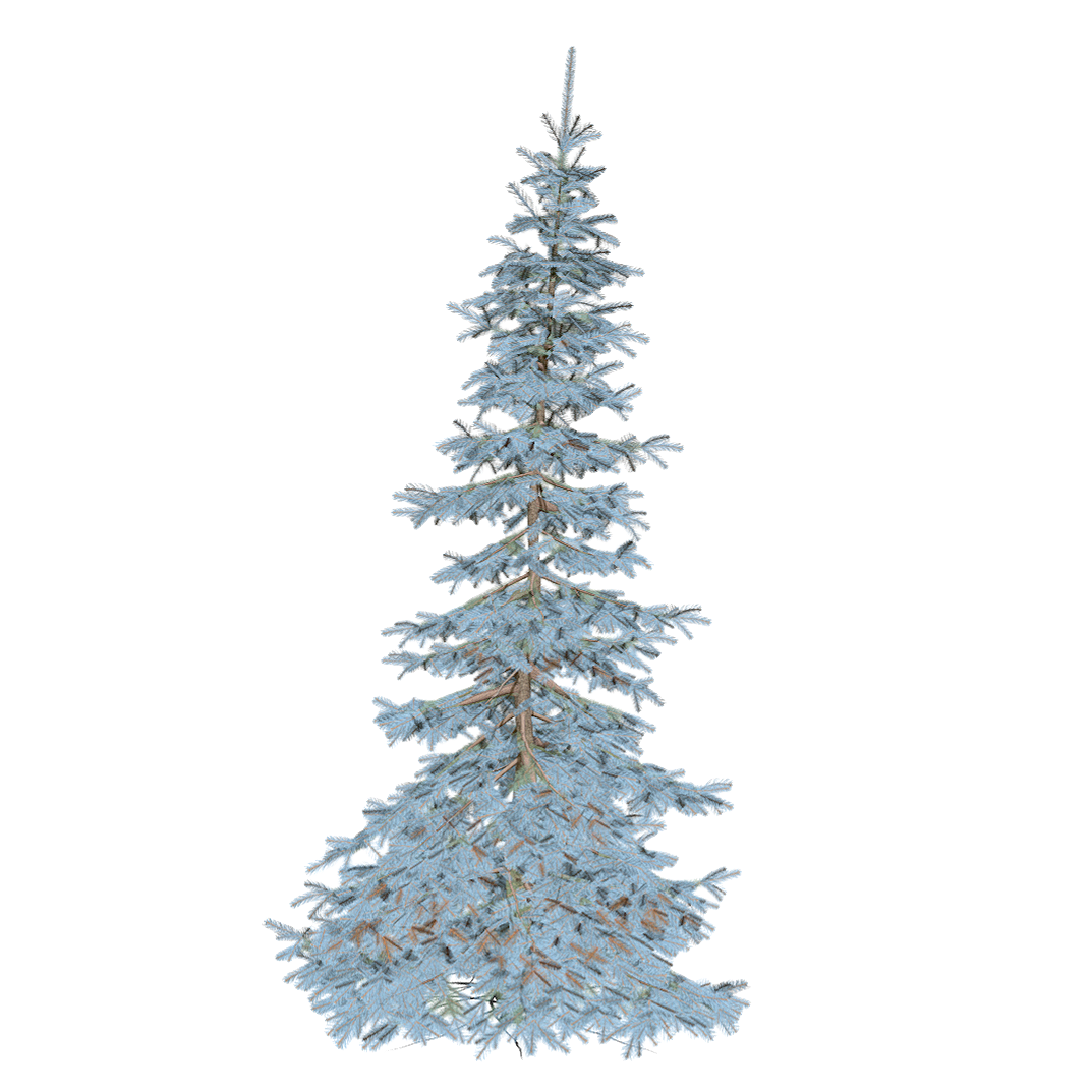 Blue pink spruce