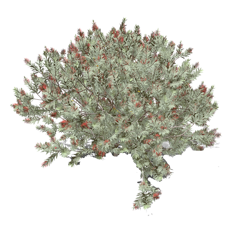 Callistemon viminalis