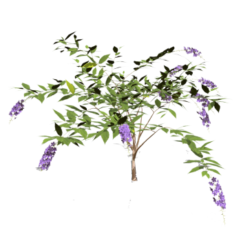 Flowering false forsythia