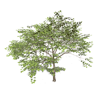 Hong Kong Orchid Tree