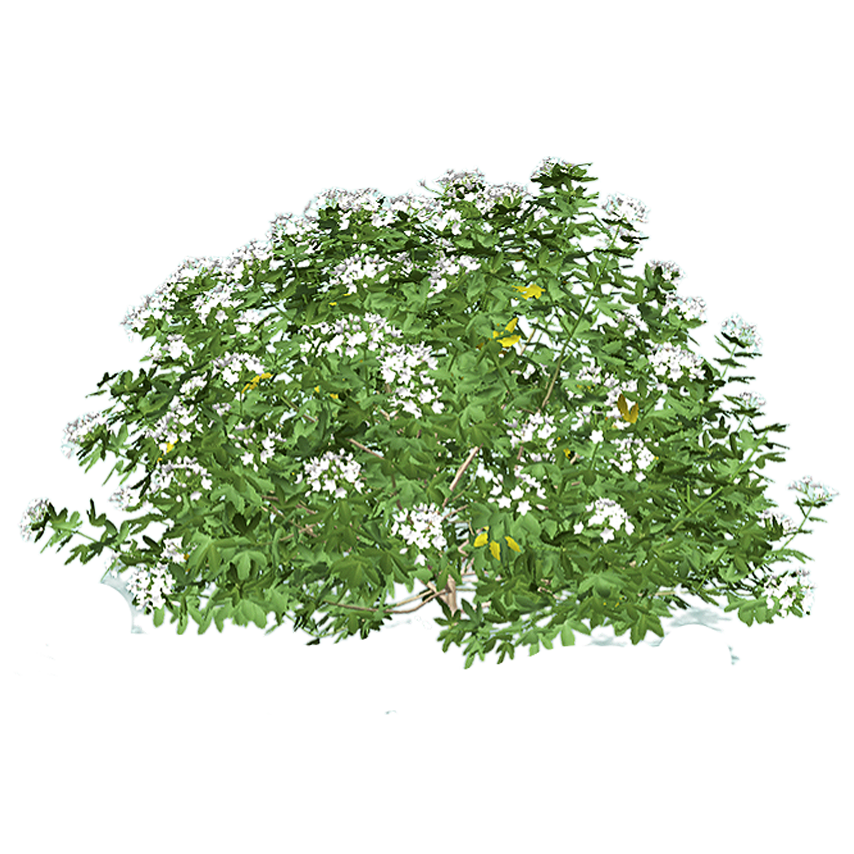 Mexican Orange Blossom