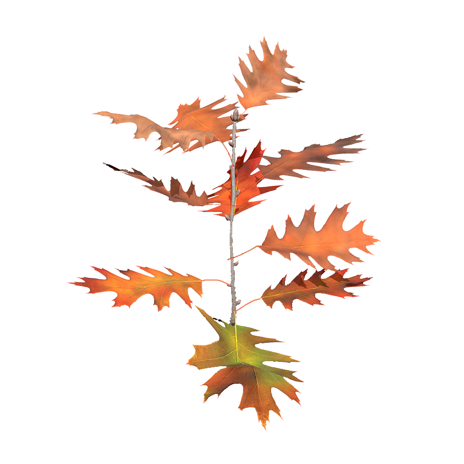 North American Red Oak saplings