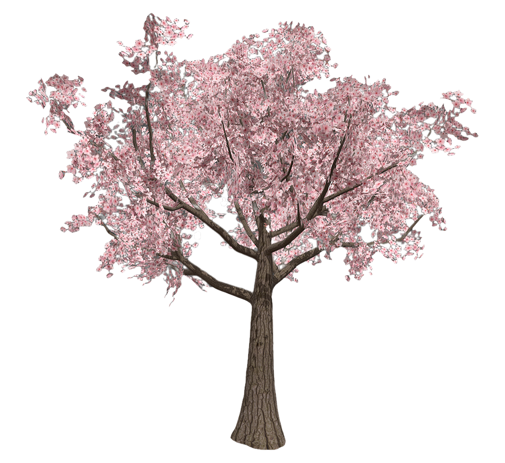 cherry tree