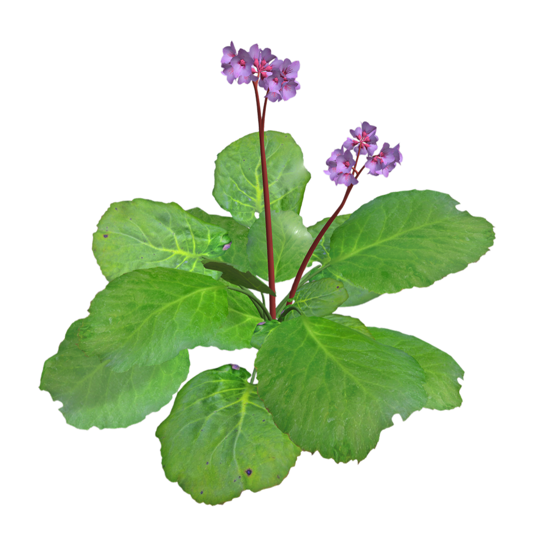 Flowering rock cabbage