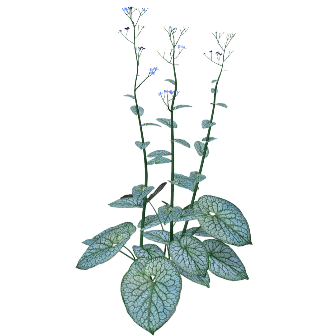 Flowering Heart Leaf Tequila