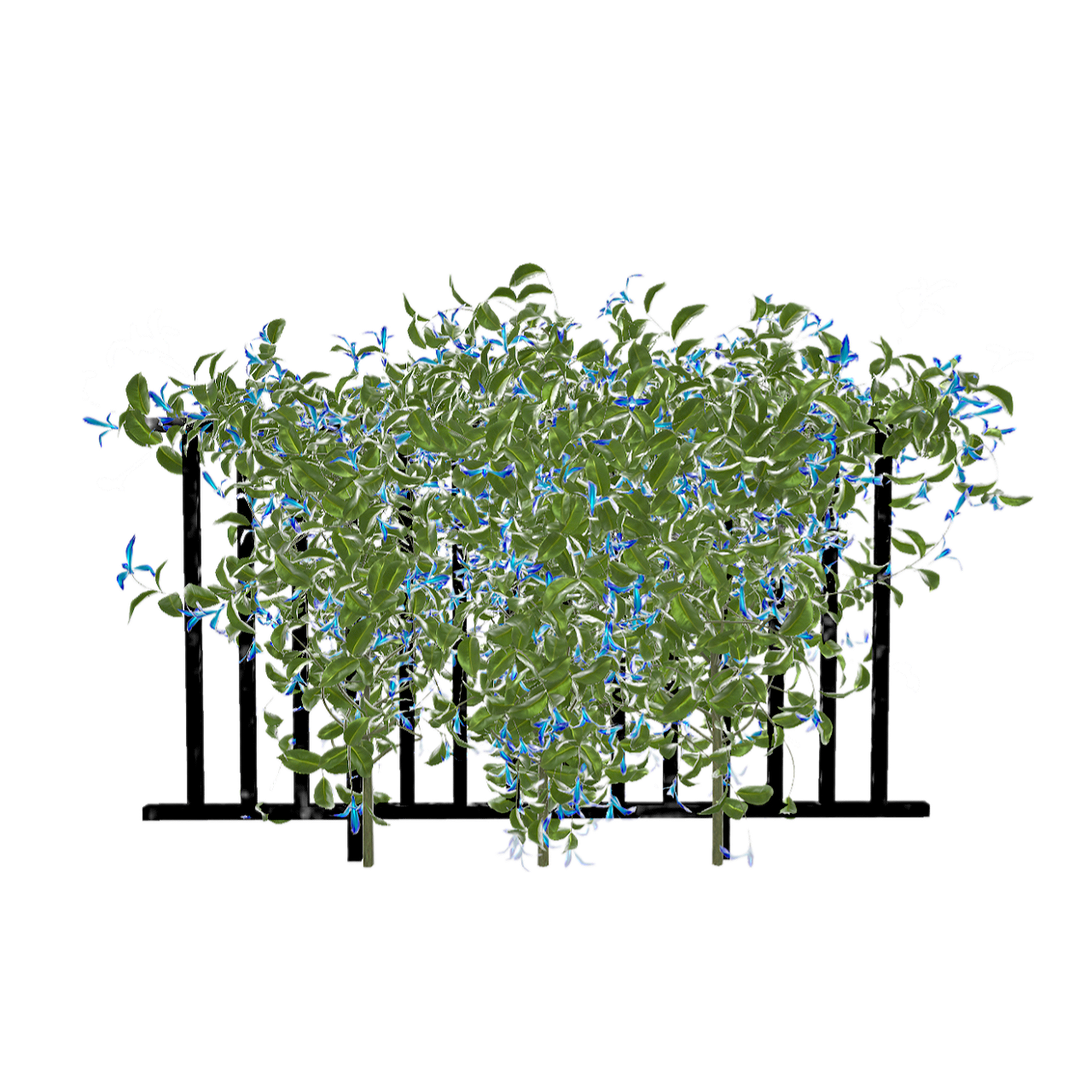 Cup sepal honeysuckle vine