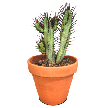 Red Colorful Kirin Potted Plant