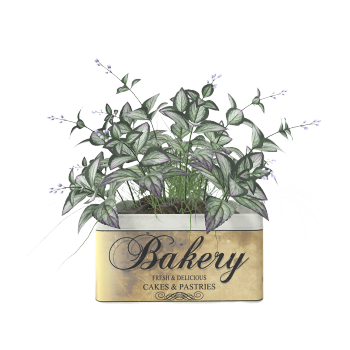 Red backed ear leaf horse blue potted plant