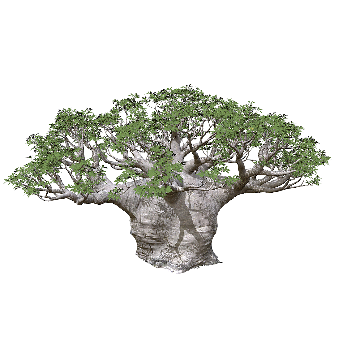 baobab tree
