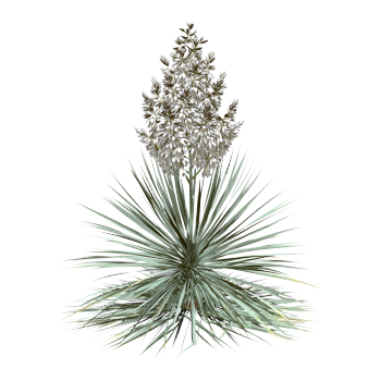 Blue Long Sequence Tequila