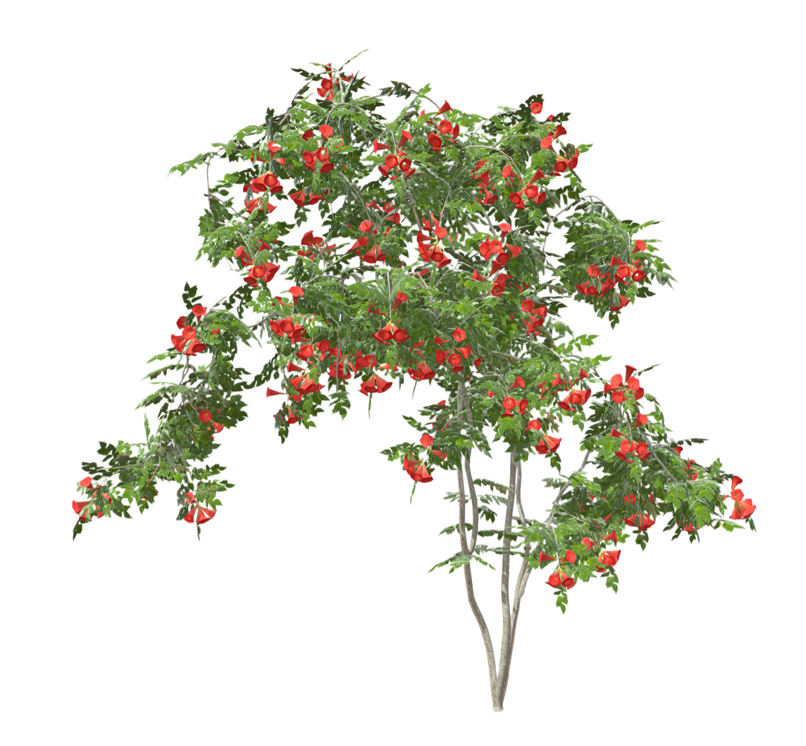 Thick Calyx Lingxiao