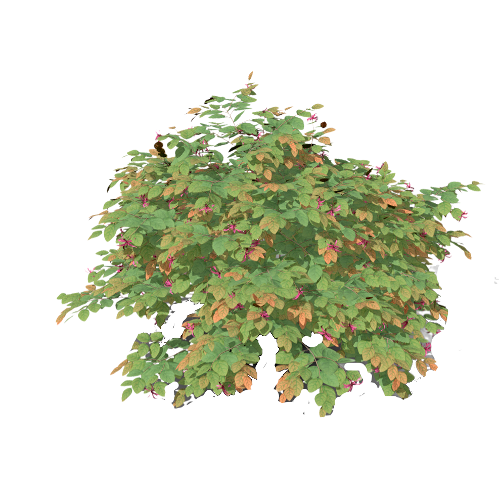 Redrlowered Loropetalum