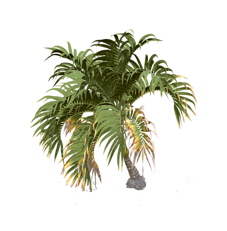 Manila Palm