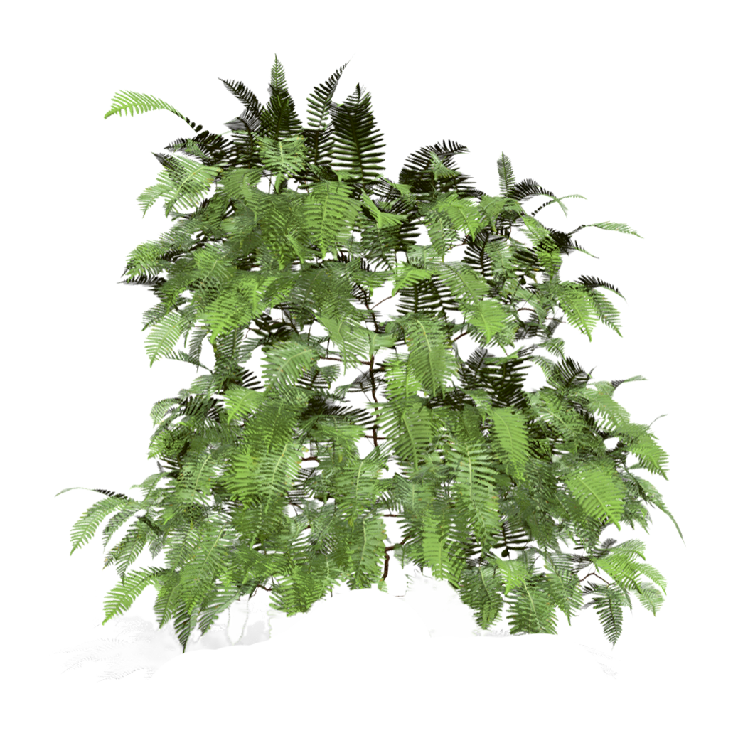 Polypod fern cluster